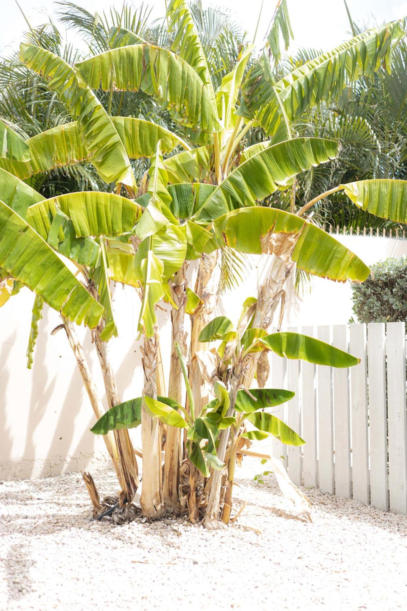 Dushi Townhouse Curacao Apartment Вилемстад Екстериор снимка